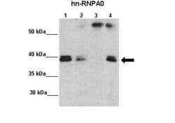 Invitrogen HNRNPA0 Polyclonal Antibody 100 &mu;L | Buy Online | Invitrogen&trade; | Fisher Scientific