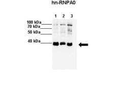 Invitrogen HNRNPA0 Polyclonal Antibody 100 &mu;L | Buy Online | Invitrogen&trade; | Fisher Scientific