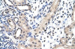 Invitrogen SNRPD1 Polyclonal Antibody 100 &mu;L; Unconjugated:Antibodies,