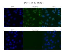 Invitrogen CPSF6 Polyclonal Antibody 100 &mu;L; Unconjugated:Antibodies,