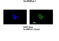 hnRNP UL1 Polyclonal Antibody, Invitrogen&trade; 100 &mu;L; Unconjugated 