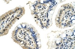 Invitrogen PUF60 Polyclonal Antibody 100 &mu;L; Unconjugated:Antibodies,