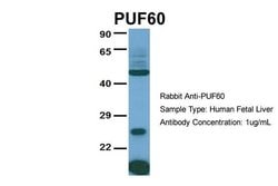 Invitrogen PUF60 Polyclonal Antibody 100 &mu;L; Unconjugated:Antibodies,