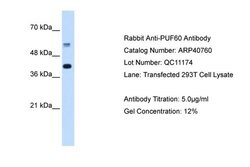 Invitrogen PUF60 Polyclonal Antibody 100 &mu;L; Unconjugated:Antibodies,