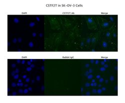 Invitrogen CSTF2T Polyclonal Antibody 100 &mu;L; Unconjugated:Antibodies,
