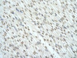 Invitrogen RBM7 Polyclonal Antibody 100 &mu;L; Unconjugated:Antibodies,