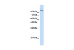 Invitrogen MATR3 Polyclonal Antibody 100 μL; Unconjugated:Antibodies,