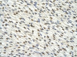 Invitrogen DAZAP1 Polyclonal Antibody 100 &mu;L; Unconjugated:Antibodies,
