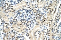 Invitrogen DAZAP1 Polyclonal Antibody 100 &mu;L; Unconjugated:Antibodies,