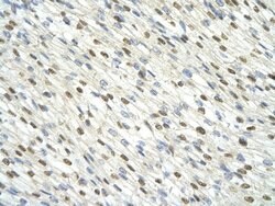 Invitrogen DAZAP1 Polyclonal Antibody 100 &mu;L; Unconjugated:Antibodies,