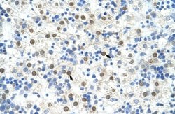 Invitrogen DAZAP1 Polyclonal Antibody 100 &mu;L; Unconjugated:Antibodies,
