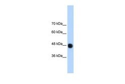 Invitrogen DAZAP1 Polyclonal Antibody 100 &mu;L; Unconjugated:Antibodies,