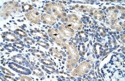 Invitrogen eIF4H Polyclonal Antibody 100 &mu;L; Unconjugated:Antibodies,
