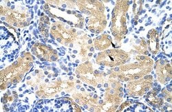 Invitrogen MTHFSD Polyclonal Antibody 100 &mu;L; Unconjugated:Antibodies,