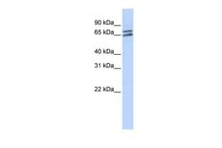 Invitrogen PAPOLG Polyclonal Antibody 100 &mu;L; Unconjugated:Antibodies,
