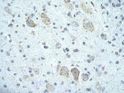 Invitrogen FIP1L1 Polyclonal Antibody 100 &mu;L; Unconjugated:Antibodies,