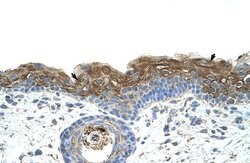 Invitrogen EIF2A Polyclonal Antibody 100 &mu;L; Unconjugated:Antibodies,