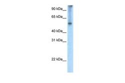 Invitrogen EIF2A Polyclonal Antibody 100 &mu;L; Unconjugated:Antibodies,