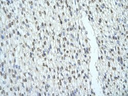 Invitrogen SRSF8 Polyclonal Antibody 100 &mu;L | Buy Online | Invitrogen&trade; | Fisher Scientific