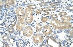 Invitrogen RAVER1 Polyclonal Antibody 100 &mu;L; Unconjugated:Antibodies,