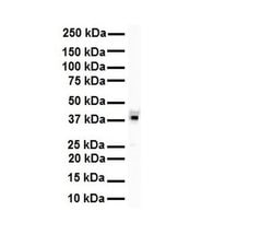 Invitrogen hnRNP A3 Polyclonal Antibody 100 &mu;L; Unconjugated:Antibodies,