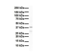 Invitrogen hnRNP A3 Polyclonal Antibody 100 &mu;L; Unconjugated:Antibodies,