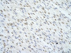 Invitrogen SF1 Polyclonal Antibody 100 &mu;L; Unconjugated:Antibodies,