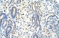 Invitrogen SF1 Polyclonal Antibody 100 &mu;L; Unconjugated:Antibodies,