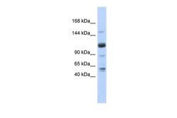 Invitrogen SR140 Polyclonal Antibody 100 &mu;L | Buy Online | Invitrogen&trade; | Fisher Scientific