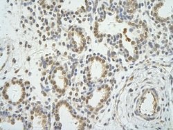 Invitrogen WDR12 Polyclonal Antibody 100 &mu;L; Unconjugated:Antibodies,