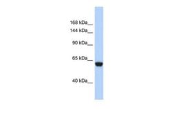 Invitrogen CFHR4 Polyclonal Antibody 100 &mu;L; Unconjugated:Antibodies,