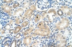 Invitrogen MAT1A Polyclonal Antibody 100 &mu;L; Unconjugated:Antibodies,