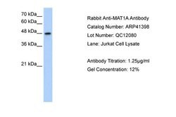 Invitrogen MAT1A Polyclonal Antibody 100 &mu;L; Unconjugated:Antibodies,