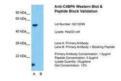 Invitrogen C4BPA Polyclonal Antibody 100 &mu;L; Unconjugated:Antibodies,