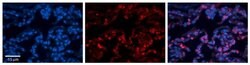 Invitrogen Folate Receptor alpha Polyclonal Antibody 100 &mu;L; Unconjugated:Antibodies,