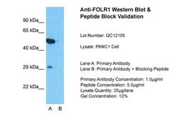 Invitrogen Folate Receptor alpha Polyclonal Antibody 100 &mu;L; Unconjugated:Antibodies,