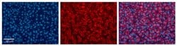 Invitrogen UGT1A6 Polyclonal Antibody 100 &mu;L; Unconjugated:Antibodies,