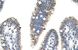 Invitrogen PRODH2 Polyclonal Antibody 100 &mu;L; Unconjugated:Antibodies,