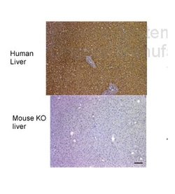 Invitrogen FAH Polyclonal Antibody 100 &mu;L; Unconjugated:Antibodies,