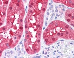 Invitrogen FAH Polyclonal Antibody 100 &mu;L; Unconjugated:Antibodies,