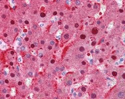 Invitrogen FAH Polyclonal Antibody 100 &mu;L; Unconjugated:Antibodies,
