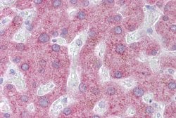 Invitrogen PON3 Polyclonal Antibody 100 &mu;L; Unconjugated:Antibodies,
