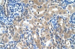 Invitrogen KAO Polyclonal Antibody 100 &mu;L; Unconjugated:Antibodies,