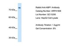 Invitrogen KAO Polyclonal Antibody 100 &mu;L; Unconjugated:Antibodies,