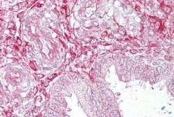 Invitrogen LEFTY2 Polyclonal Antibody 100 &mu;L; Unconjugated:Antibodies,
