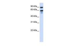 Invitrogen VGF Polyclonal Antibody 100 &mu;L | Buy Online | Invitrogen&trade; | Fisher Scientific
