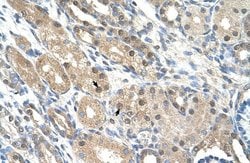 Invitrogen GEM Polyclonal Antibody 100 &mu;L; Unconjugated:Antibodies,