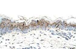 Invitrogen GEM Polyclonal Antibody 100 &mu;L; Unconjugated:Antibodies,