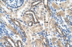 Invitrogen PSG1 Polyclonal Antibody 100 &mu;L; Unconjugated:Antibodies,