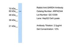 Invitrogen SARDH Polyclonal Antibody 100 &mu;L; Unconjugated:Antibodies,